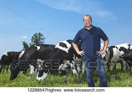 Dairy farmer with Holsteins in pasture; Grantsburg, Wisconsin, United States of America View Large Photo Image Stock Photograph - Dairy farmer with Holsteins in pasture; Grantsburg, Wisconsin, United States of America. Fotosearch