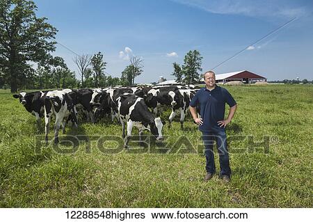 Dairy farmer with Holsteins in pasture; Grantsburg, Wisconsin, United States of America View Large Photo Image Stock Photograph - Dairy farmer with Holsteins in pasture; Grantsburg, Wisconsin, United States of America. Fotosearch