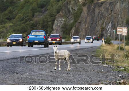 Dall sheep ewe alongside Seward Hwy. Summer. Southcentral Alaska. View Large Photo Image Stock Photograph - Dall sheep ewe alongside Seward Hwy. Summer. Southcentral Alaska.. Fotosearch