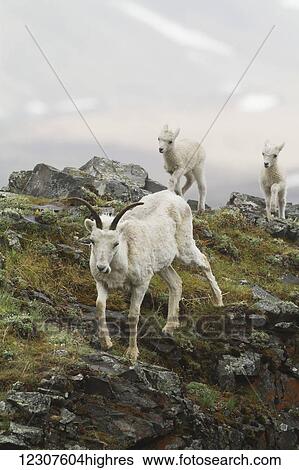 Stock Photograph - Dall sheep ewe and lamb. Denali National Park & Preserve in Interior Alaska in Summer. Polychrome Pass area of the Park.. Fotosearch