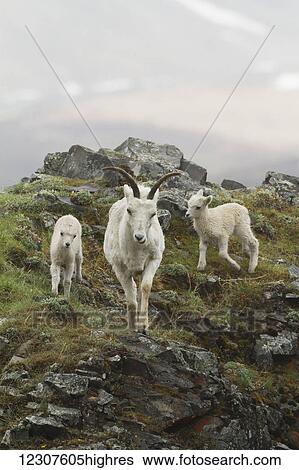 Stock Photograph - Dall sheep ewe and lamb. Denali National Park & Preserve in Interior Alaska in Summer. Polychrome Pass area of the Park.. Fotosearch