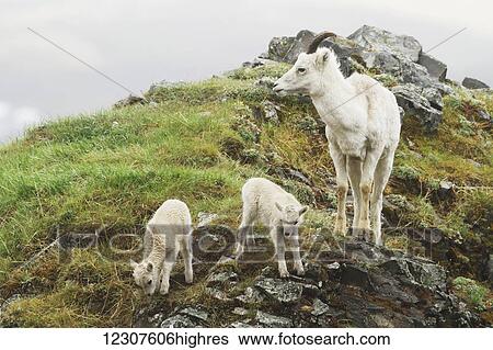 Dall sheep ewe and lamb. Denali National Park & Preserve in Interior Alaska in Summer. Polychrome Pass area of the Park. View Large Photo Image Stock Photograph - Dall sheep ewe and lamb. Denali National Park & Preserve in Interior Alaska in Summer. Polychrome Pass area of the Park.. Fotosearch