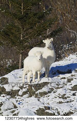 Stock Photograph - Dall sheep ewe stands with her lamb in the Windy Point area of the Chugach Mountains. Southcentral Alaska. Near Mile 106 of the Seward Highway. Winter.. Fotosearch