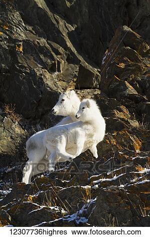 Stock Photograph - Dall sheep ewe stands with her lamb in the Windy Point area of the Chugach Mountains. Southcentral Alaska. Near Mile 106 of the Seward Highway.. Fotosearch