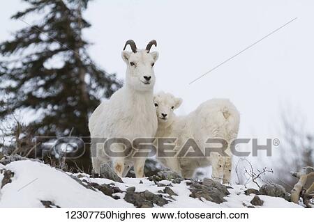 Stock Photograph - Dall sheep ewe stands with her lamb in the Windy Point area of the Chugach Mountains. Southcentral Alaska.. Fotosearch