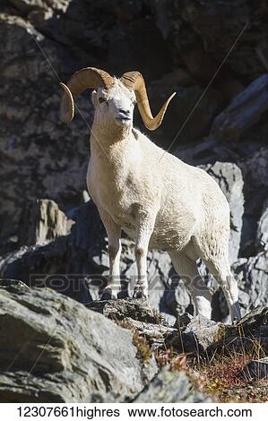 Dall sheep ram, Denali National Park & Preserve. Summer. Interior Alaska. View Large Photo Image Stock Photograph - Dall sheep ram, Denali National Park & Preserve. Summer. Interior Alaska.. Fotosearch