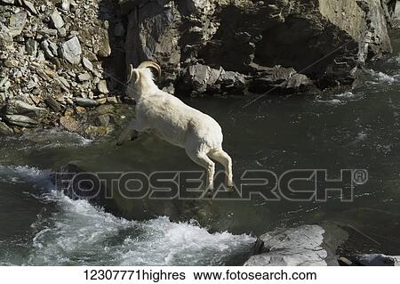 Dall sheep ram leaping over a creek near Seward Highway, Southcentral Alaska, Spring View Large Photo Image Stock Photograph - Dall sheep ram leaping over a creek near Seward Highway, Southcentral Alaska, Spring. Fotosearch