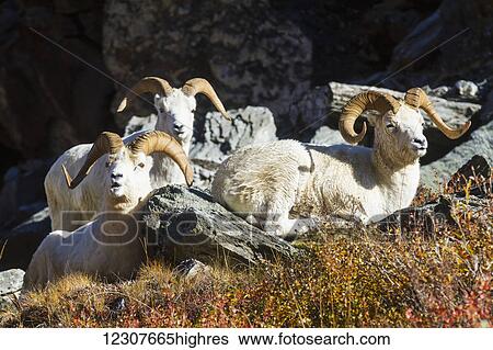 Dall sheep rams, Denali National Park & Preserve. Autumn. Interior Alaska. View Large Photo Image Stock Photograph - Dall sheep rams, Denali National Park & Preserve. Autumn. Interior Alaska.. Fotosearch