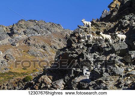 Stock Photograph - Dall sheep rams in Denali National Park & Preserve. Summer. Interior Alaska.. Fotosearch