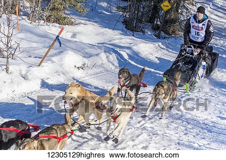 Stock Photograph - Dallas Seavey and team run down the trail on Long Lake shortly after leaving the re-start in Willow, Alaska during the 2016 Iditarod. Fotosearch
