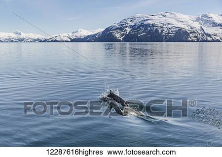 Stock Photograph - Dall's Porpoise swimming at the surface of the ocean, Prince William Sound, Whittier, Southcentral Alaska, USA, Winter. Fotosearch