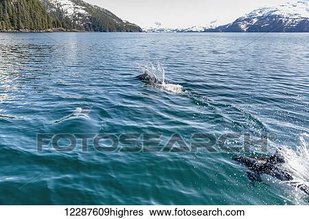 Stock Photograph - Dall's Porpoises swimming at the surface of the ocean, Prince William Sound, Whittier, Southcentral Alaska, USA, Winter. Fotosearch