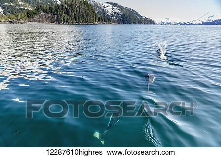 Stock Photograph - Dall's Porpoises swimming at the surface of the ocean, Prince William Sound, Whittier, Southcentral Alaska, USA, Winter. Fotosearch