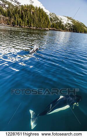 Stock Photograph - Dall's Porpoises swimming at the surface of the ocean, Prince William Sound, Whittier, Southcentral Alaska, USA, Winter. Fotosearch