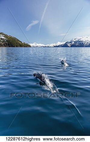 Dall's Porpoises swimming at the surface of the ocean, Prince William Sound, Whittier, Southcentral Alaska, USA, Winter View Large Photo Image Stock Photograph - Dall's Porpoises swimming at the surface of the ocean, Prince William Sound, Whittier, Southcentral Alaska, USA, Winter. Fotosearch