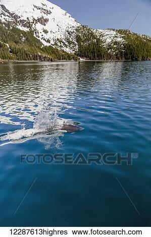 Dall's Porpoises swimming at the surface of the ocean, Prince William Sound, Whittier, Southcentral Alaska, USA, Winter View Large Photo Image Stock Photograph - Dall's Porpoises swimming at the surface of the ocean, Prince William Sound, Whittier, Southcentral Alaska, USA, Winter. Fotosearch