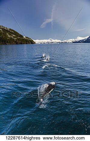 Dall's Porpoises swimming at the surface of the ocean, Prince William Sound, Whittier, Southcentral Alaska, USA, Winter View Large Photo Image Stock Photograph - Dall's Porpoises swimming at the surface of the ocean, Prince William Sound, Whittier, Southcentral Alaska, USA, Winter. Fotosearch