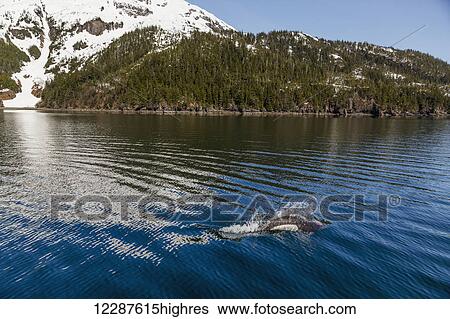 Dall's Porpoises swimming at the surface of the ocean, Prince William Sound, Whittier, Southcentral Alaska, USA, Winter View Large Photo Image Stock Photograph - Dall's Porpoises swimming at the surface of the ocean, Prince William Sound, Whittier, Southcentral Alaska, USA, Winter. Fotosearch