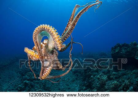 Stock Photograph - Day octopus (Octopus cyanea) in mid-water; Hawaii, United States of America. Fotosearch