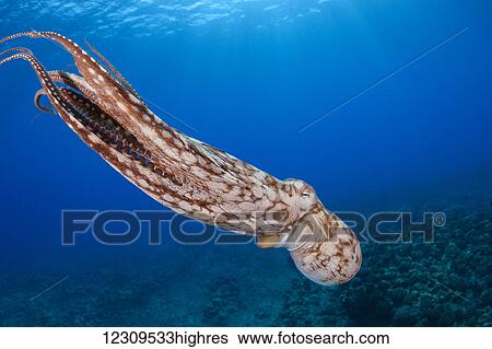 Stock Photograph - Day octopus (Octopus cyanea) in mid-water; Hawaii, United States of America. Fotosearch