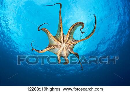 Day octopus (Octopus cyanea), view of the suckers on this eight armed cephalopod; Hawaii, United States of America View Large Photo Image Stock Photograph - Day octopus (Octopus cyanea), view of the suckers on this eight armed cephalopod; Hawaii, United States of America. Fotosearch