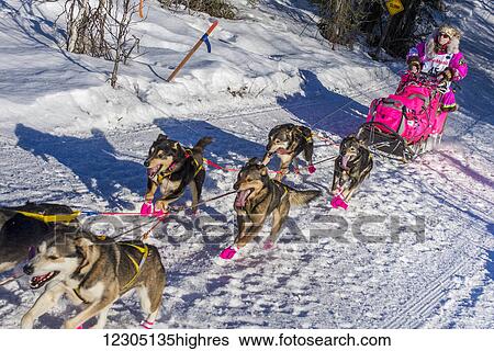 Stock Photograph - DeeDee Jonrowe and team run down the trail on Long Lake shortly after leaving the re-start in Willow, Alaska during the 2016 Iditarod. Fotosearch
