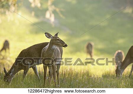 Stock Photograph - Deer (cervidae) grazing in a meadow; Florida, United States of America. Fotosearch