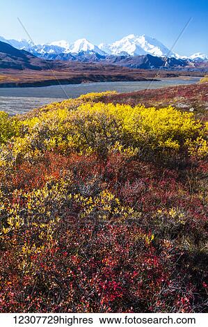 Denali National Park & Preserve. September during Road Lottery. Mount McKinley showing. Autumn colors. View Large Photo Image Stock Photograph - Denali National Park & Preserve. September during Road Lottery. Mount McKinley showing. Autumn colors.. Fotosearch