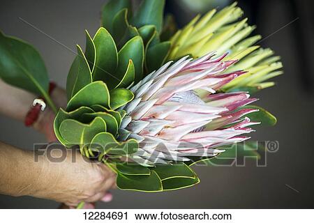Detail of Doornkraal Protea flowering plant; Cullinan, Gauteng, South Africa View Large Photo Image Stock Image - Detail of Doornkraal Protea flowering plant; Cullinan, Gauteng, South Africa. Fotosearch