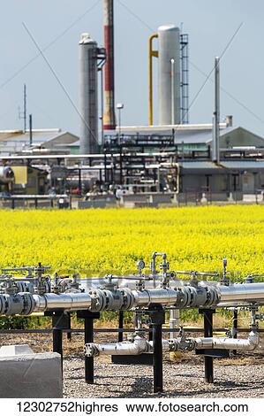 Stock Photograph - Detail of metal pipes and valves with gas plant towers and a flowering canola field in the background; Acme, Alberta, Canada. Fotosearch