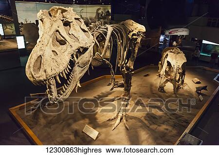 Stock Photograph - Dinosaur displays at the Royal Tyrell Museum Of Palaeontology; Drumheller, Alberta, Canada. Fotosearch