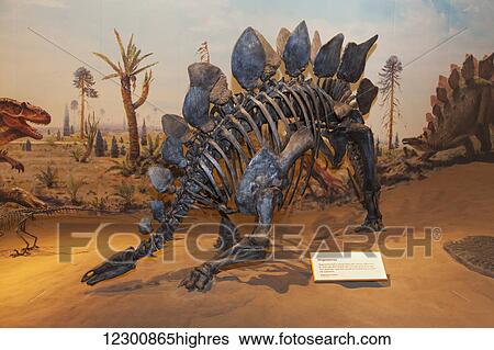 Stock Photograph - Dinosaur displays at the Royal Tyrell Museum Of Palaeontology; Drumheller, Alberta, Canada. Fotosearch