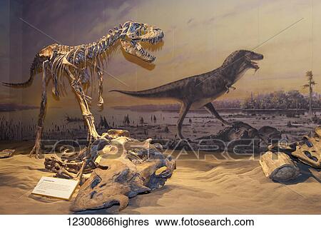 Dinosaur displays at the Royal Tyrell Museum Of Palaeontology; Drumheller, Alberta, Canada View Large Photo Image Stock Photograph - Dinosaur displays at the Royal Tyrell Museum Of Palaeontology; Drumheller, Alberta, Canada. Fotosearch