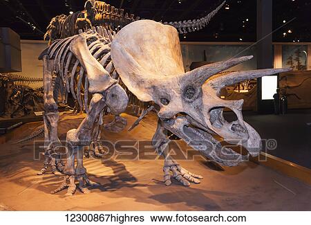 Dinosaur displays at the Royal Tyrell Museum Of Palaeontology; Drumheller, Alberta, Canada View Large Photo Image Stock Photograph - Dinosaur displays at the Royal Tyrell Museum Of Palaeontology; Drumheller, Alberta, Canada. Fotosearch
