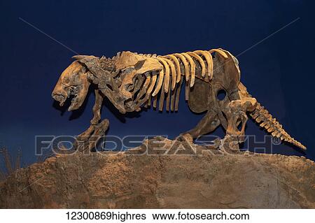 Dinosaur displays at the Royal Tyrell Museum Of Palaeontology; Drumheller, Alberta, Canada View Large Photo Image Stock Photograph - Dinosaur displays at the Royal Tyrell Museum Of Palaeontology; Drumheller, Alberta, Canada. Fotosearch