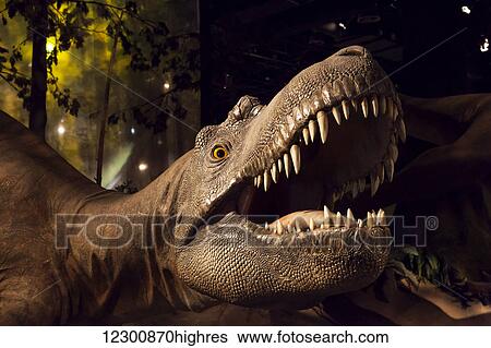 Dinosaur displays at the Royal Tyrell Museum Of Palaeontology; Drumheller, Alberta, Canada View Large Photo Image Stock Photograph - Dinosaur displays at the Royal Tyrell Museum Of Palaeontology; Drumheller, Alberta, Canada. Fotosearch