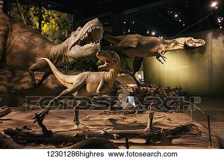 Dinosaur displays at the Royal Tyrell Museum of Palaeontology; Drumheller, Alberta, Canada View Large Photo Image Stock Photograph - Dinosaur displays at the Royal Tyrell Museum of Palaeontology; Drumheller, Alberta, Canada. Fotosearch