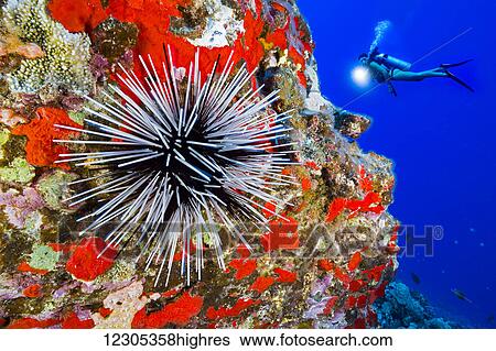 Stock Photograph - Diver and a banded sea urchin (Echinothrix calamaris); Hawaii, United States of America. Fotosearch