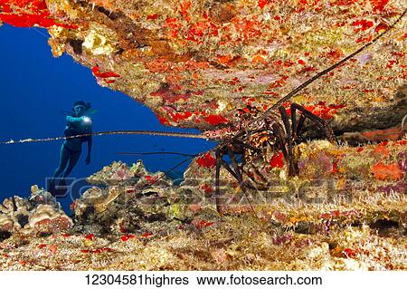 Stock Photograph - Diver and a banded spiny lobster (Panulirus marginatus), an endemic species; Hawaii, United States of America. Fotosearch
