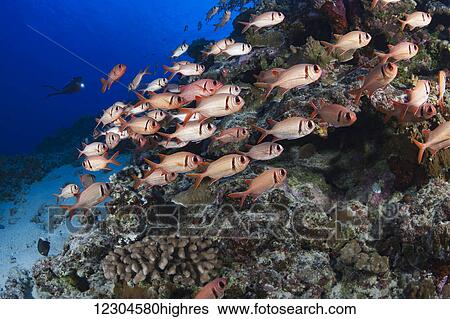 Diver and a school of shoulderbar soldierfish (Myripristis kuntee); Hawaii, United States of America View Large Photo Image Stock Photograph - Diver and a school of shoulderbar soldierfish (Myripristis kuntee); Hawaii, United States of America. Fotosearch