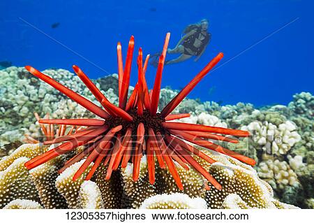 Stock Photograph - Diver and a slate pencil sea urchin (Heterocentrotus mammillatus) on the reef at Molokini Marine Preserve off the island of Maui; Hawaii, United States of America. Fotosearch