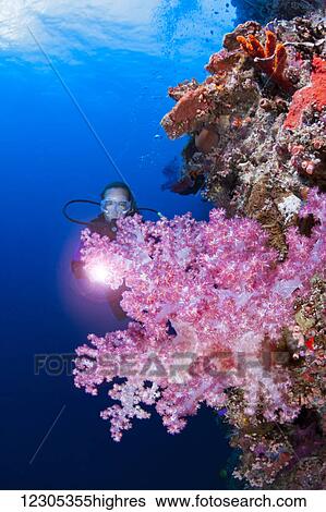 Stock Photograph - Diver and alcyonarian coral on a wall at Tubbataha Reef; Philippines. Fotosearch