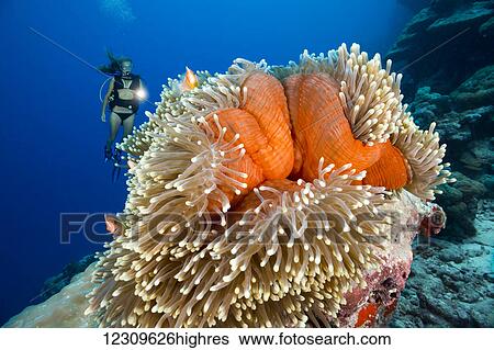 Stock Photograph - Diver and common anemonefish (Amphiprion perideraion) most often found associated with the anemone (Heteractis magnifica), as pictured here; Yap, Micronesia. Fotosearch