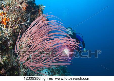 Stock Photograph - Diver and whip coral (Ellisella cercidia), part of the gorgonian family Ellisellidae, Tubbatah Reef; Philippines. Fotosearch