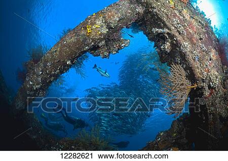 Divers and a school of bigeye jacks (Caranx sexfasciatus) framed by part of the Liberty wreck; Tulamben, Bali, Indonesia View Large Photo Image Stock Image - Divers and a school of bigeye jacks (Caranx sexfasciatus) framed by part of the Liberty wreck; Tulamben, Bali, Indonesia. Fotosearch