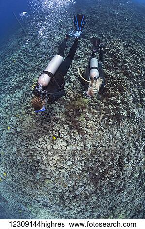 Stock Photograph - Divers cruising over a garden of hard coral off the island of Lanai; Lanai, Hawaii, United States of America. Fotosearch