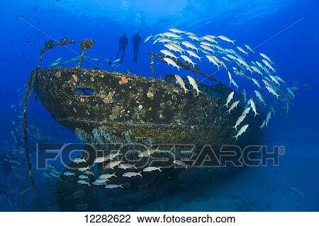 Stock Image - Divers hang above the Carthaginian, a Lahaina landmark, sunk as an artificial reef off Lahaina; Maui, Hawaii, United States of America. Fotosearch