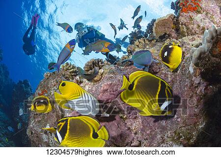 Divers with wrasse and butterflyfish at Second Cathedral off the island of Lanai; Lanai, Hawaii, United States of America View Large Photo Image Stock Photograph - Divers with wrasse and butterflyfish at Second Cathedral off the island of Lanai; Lanai, Hawaii, United States of America. Fotosearch