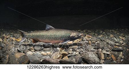 Dolly Varden (Salvelinus malma) male underwater in an Alaskan stream during autumn. View Large Photo Image Stock Photograph - Dolly Varden (Salvelinus malma) male underwater in an Alaskan stream during autumn.. Fotosearch