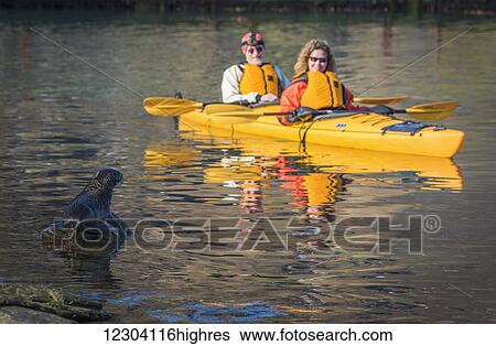 Stock Photograph - Double kayak passing Antarctic fur seal pup (Arctocephalus gazella); Antarctica. Fotosearch
